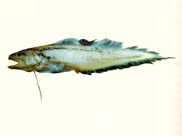 Neobythites longipes