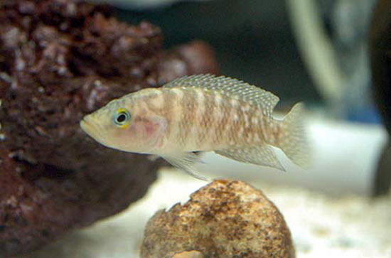 Neolamprologus obscurus