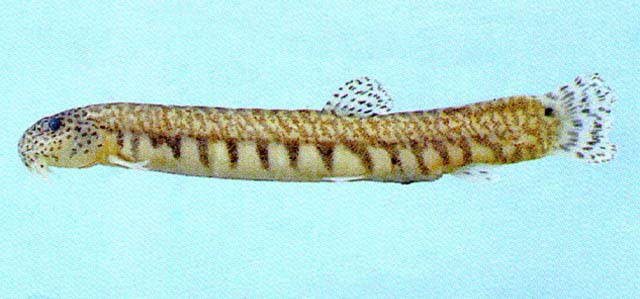 Kichulchoia brevifasciata