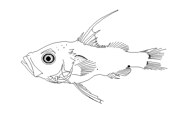 Niphon spinosus