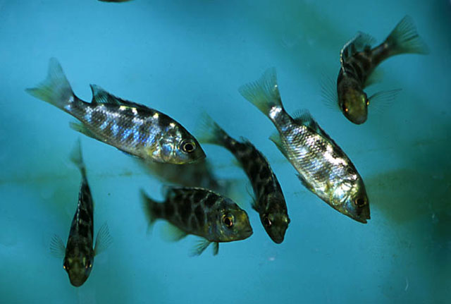 Nimbochromis venustus