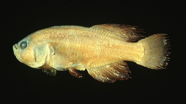 Nothobranchius bojiensis