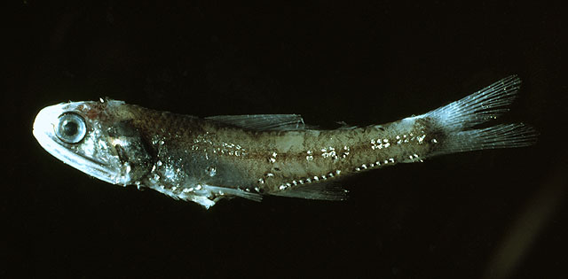 Notoscopelus elongatus