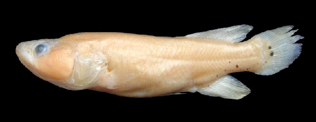 Nothobranchius ocellatus