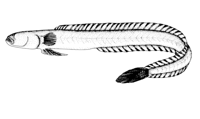Odontamblyopus rubicundus