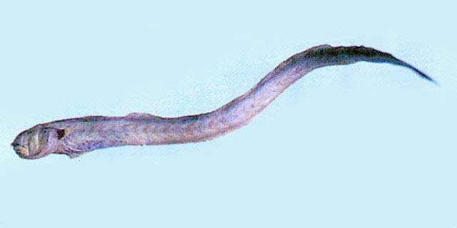 Odontamblyopus rubicundus