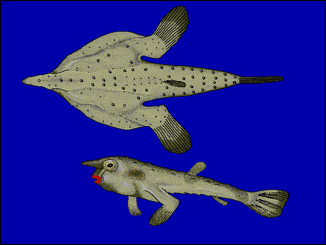 Ogcocephalus darwini