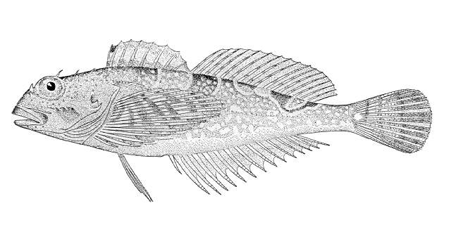 Oligocottus maculosus