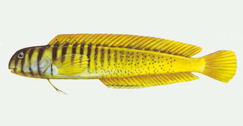 Omobranchus elegans