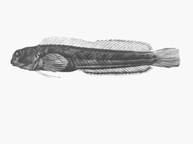 Omobranchus elongatus