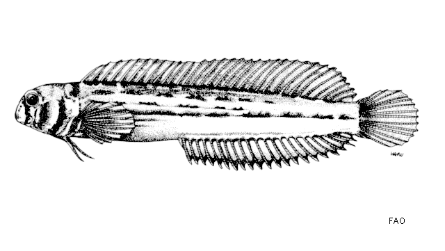 Omobranchus punctatus