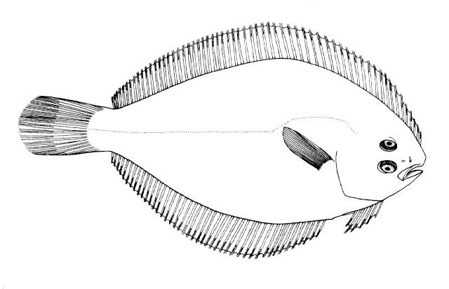 Oncopterus darwinii