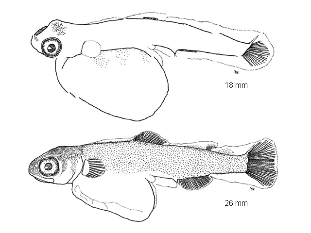 Oncorhynchus kisutch