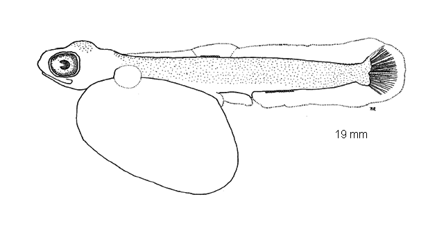 Oncorhynchus tshawytscha