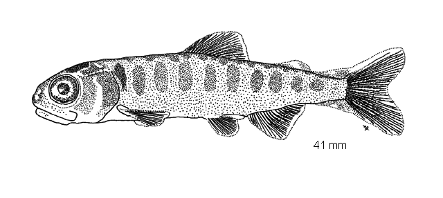 Oncorhynchus tshawytscha