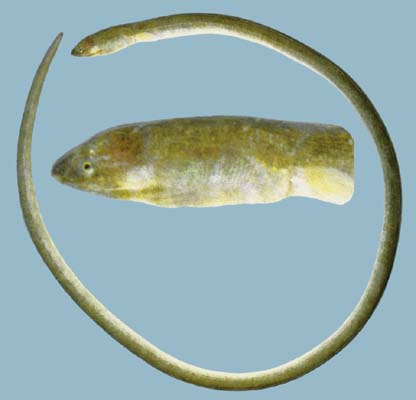 Ophichthus apicalis