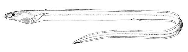 Ophichthus brevirostris
