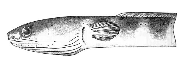 Ophichthus frontalis