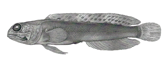 Opistognathus nothus