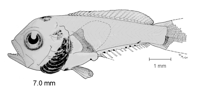 Opistognathus panamaensis