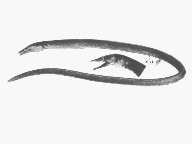 Ophisurus serpens