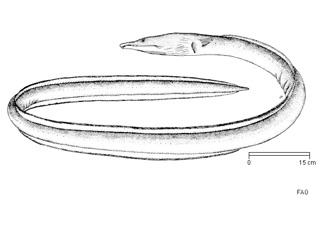 Ophisurus serpens
