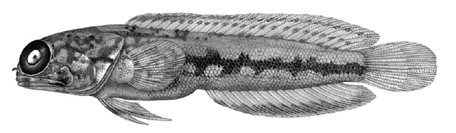 Opistognathus simus