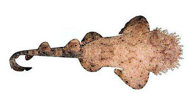 Eucrossorhinus dasypogon