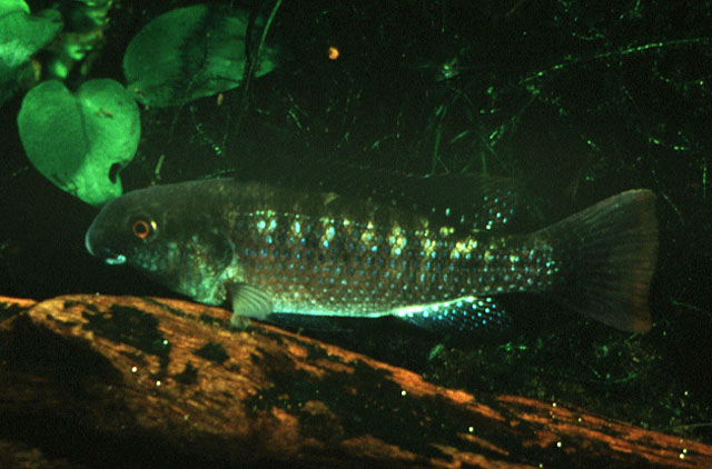 Oreochromis latilabris