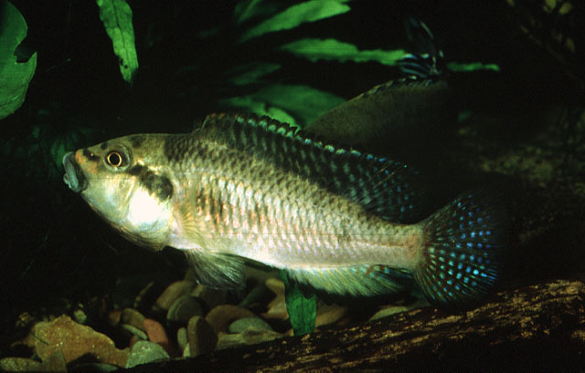 Orthochromis mazimeroensis