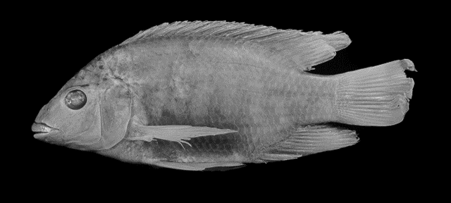 Oreochromis placidus