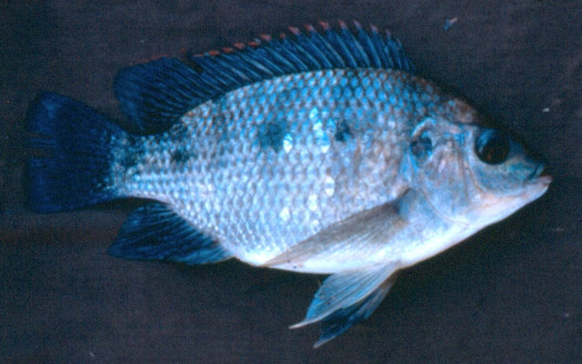 Oreochromis malagarasi