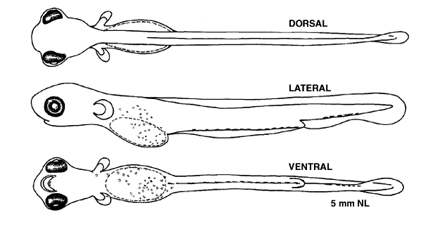 Osmerus mordax