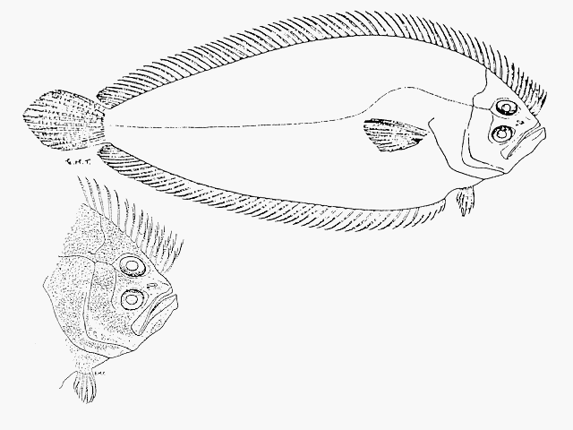 Paralichthodes algoensis