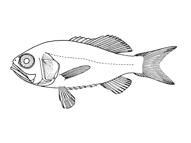 Aulotrachichthys atlanticus