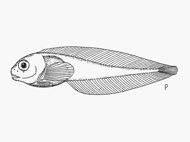 Paraliparis australis