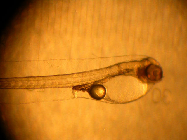 Pagellus bogaraveo