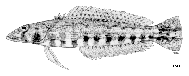 Parapercis clathrata