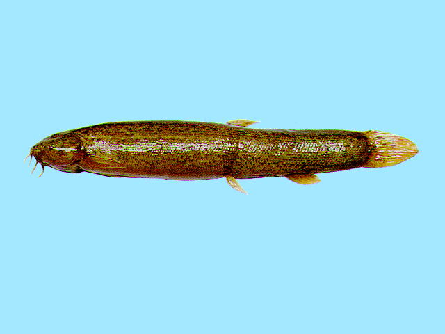 Paramisgurnus dabryanus
