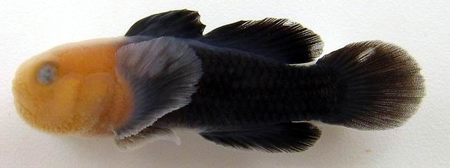 Paragobiodon echinocephalus