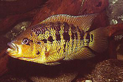 Parachromis friedrichsthalii