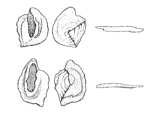 Paralichthys isosceles