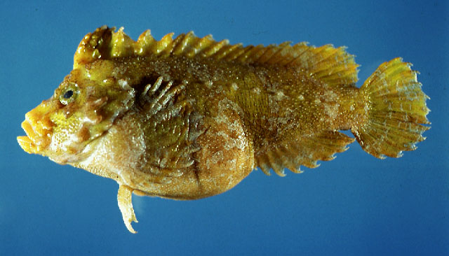 Paraploactis kagoshimensis
