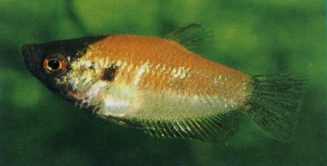 Parasphaerichthys lineatus