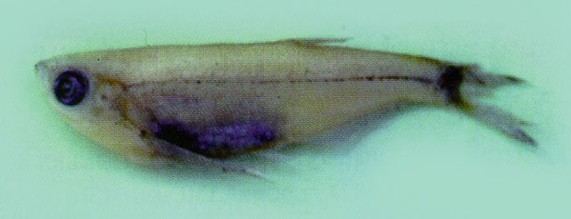 Parachela maculicauda