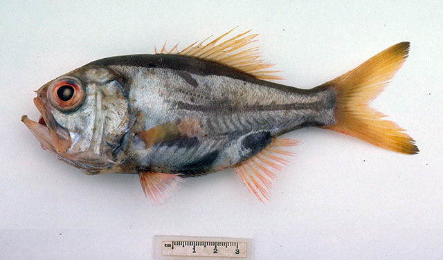 Paratrachichthys macleayi