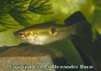 Parasphaerichthys ocellatus