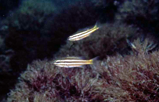 Parapristipoma octolineatum