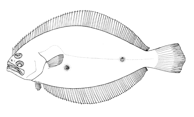 Paralichthys patagonicus