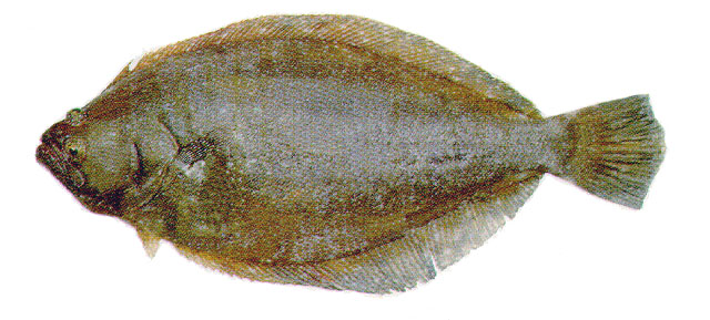 Paralichthys patagonicus